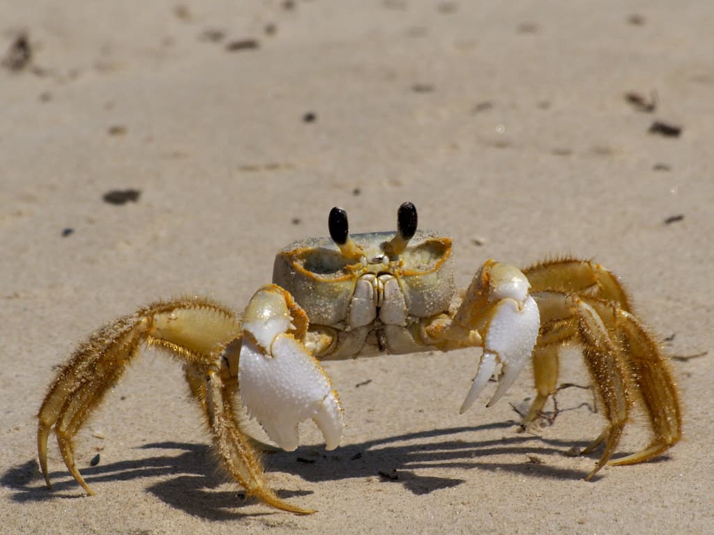 Why Are There Ghost Crabs In Wildwood Crest?