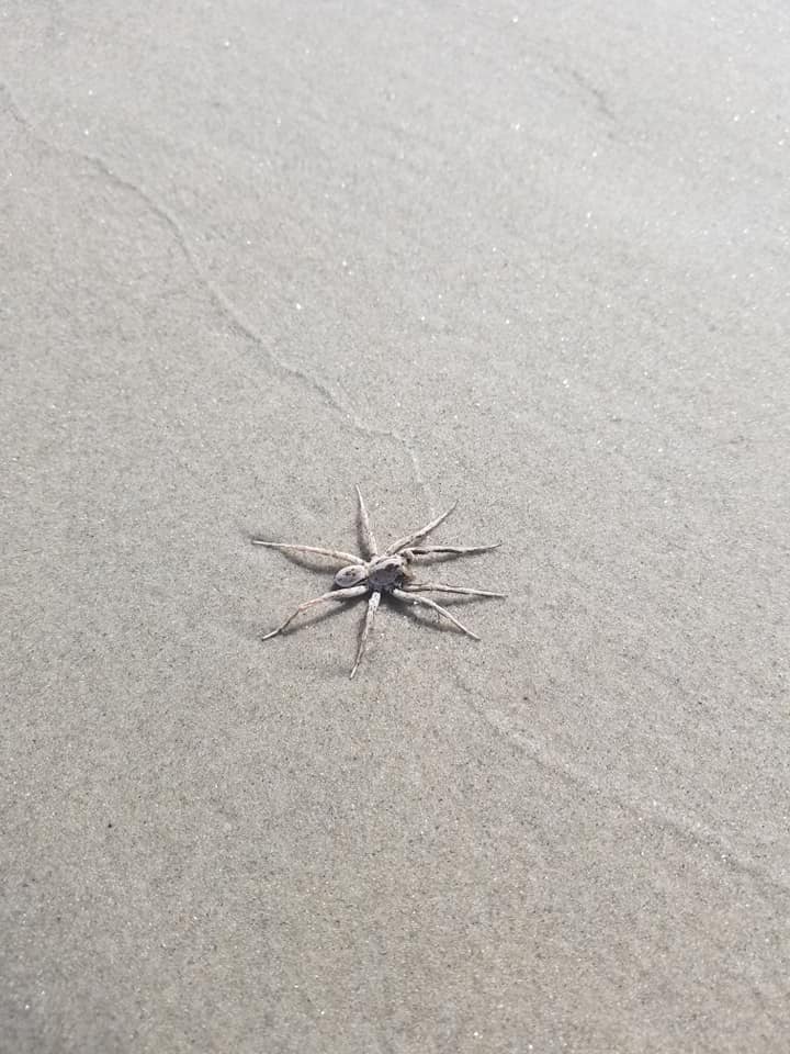 What Is The Giant Spider On The Wildwood Crest Beach