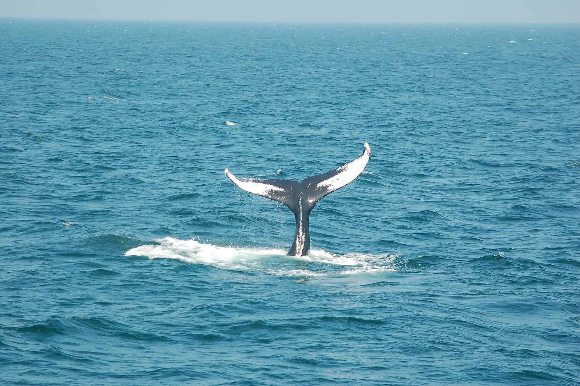 Humpback Whales Spotted Off The Coast of Cape May