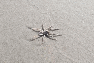 What Is This Giant Spider On The Wildwood Crest Beach?!