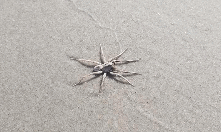 What Is This Giant Spider On The Wildwood Crest Beach?!