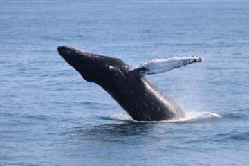 Our Humpback Whales Are Migrating South