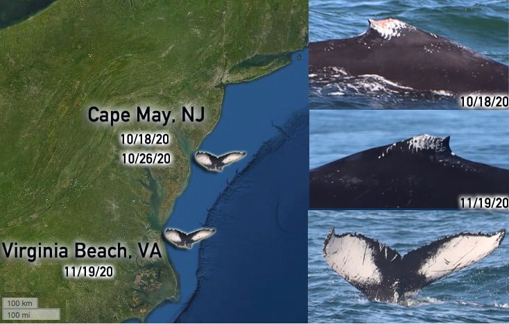 Our Humpback Whales Are Migrating South 