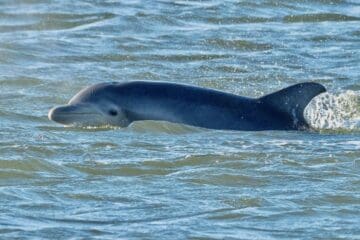 Where do the Cape May Dolphins Go In The Winter