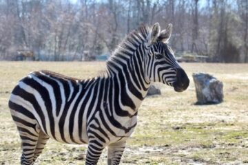 Cape May Zoo Gets New Zebra