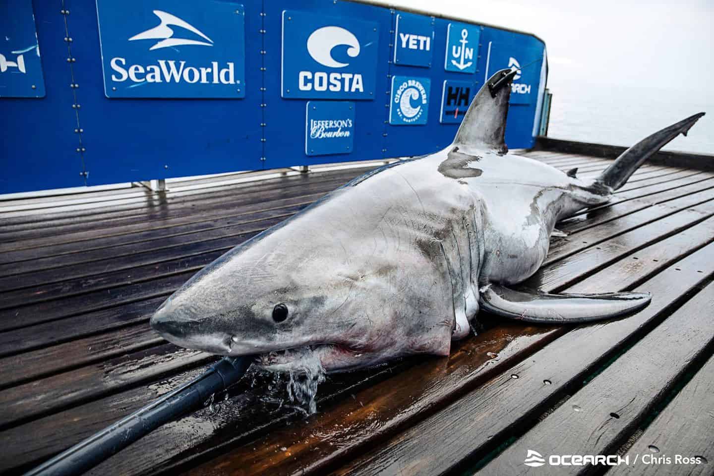 883-Pound Shark Tracked Of Atlantic City Coast