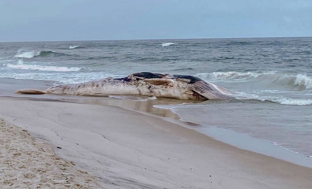 Dead Fin Whale Washes Up On Barnegat Light Beach Wildwood Video Archive