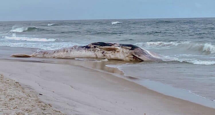 Dead Fin Whale Washes Up On Barnegat Light Beach
