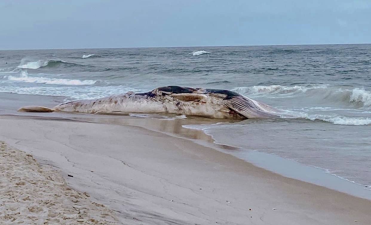 Dead Fin Whale Washes Up On Barnegat Light Beach