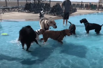 Take Your Dog To The Waterpark Day!