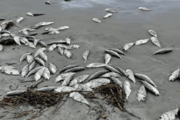 Massive Amount of Dead Fish Wash Up In Diamond Beach