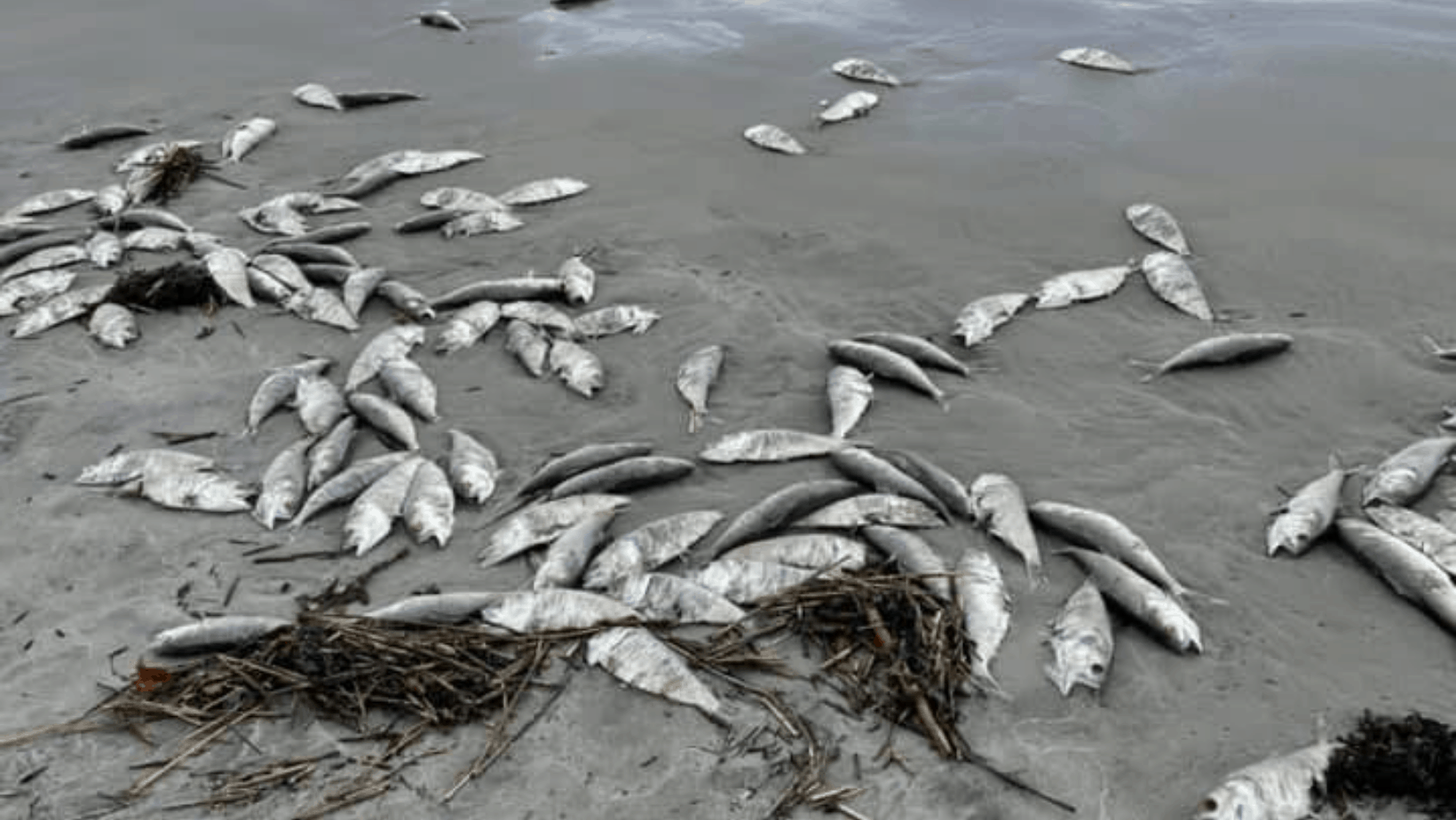 Massive Amount of Dead Fish Wash Up In Diamond Beach