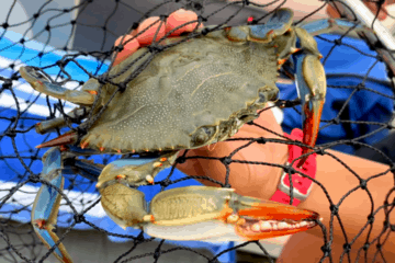Crabbing in Wildwood 2021