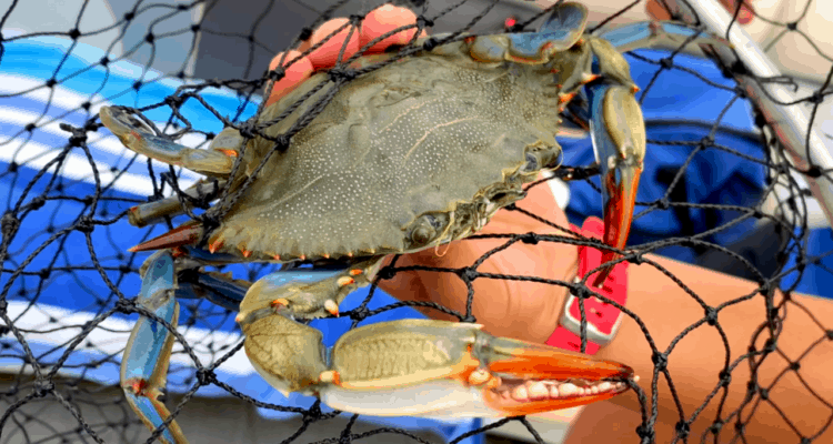 Crabbing in Wildwood 2021