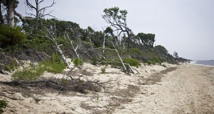 Cape May's Higbee Beach To Be Restored
