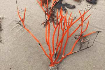 Strange Orange Object Found On Cape May Beach