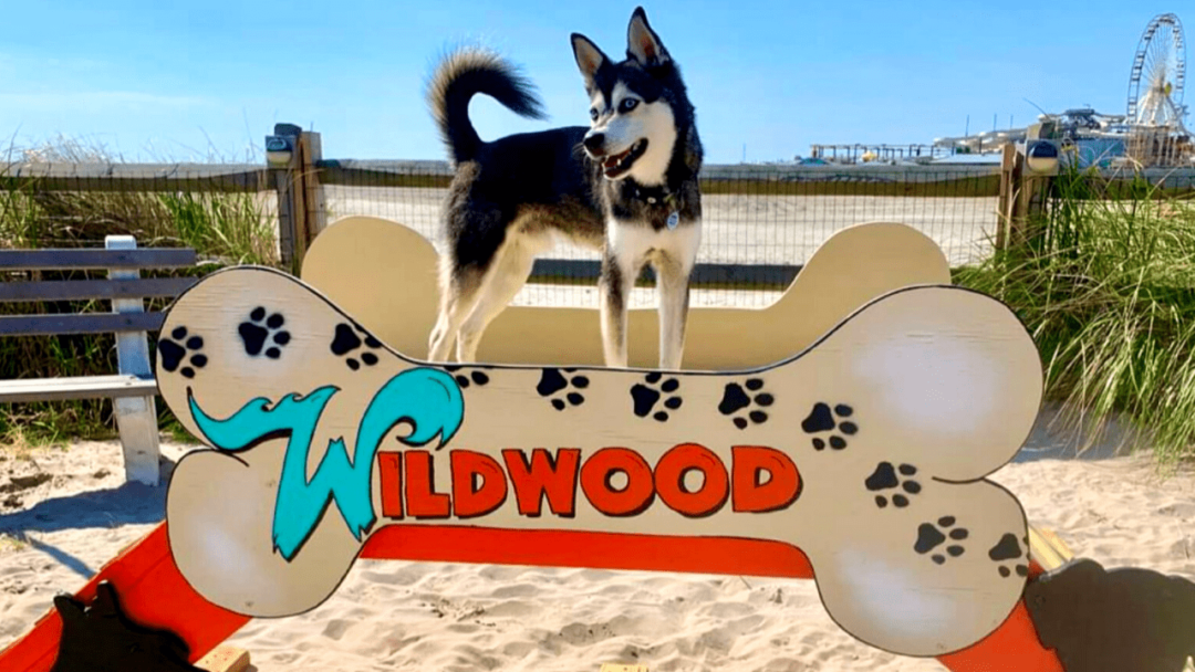 Exploring The Wildwood Dog Beach + Park - Wildwood Video Archive