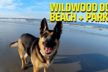 Exploring The Wildwood Dog Beach + Park
