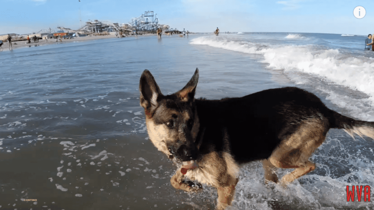 Exploring The Wildwood Dog Beach + Park Wildwood Video Archive