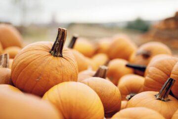 Best Places To Pick Pumpkins In South Jersey