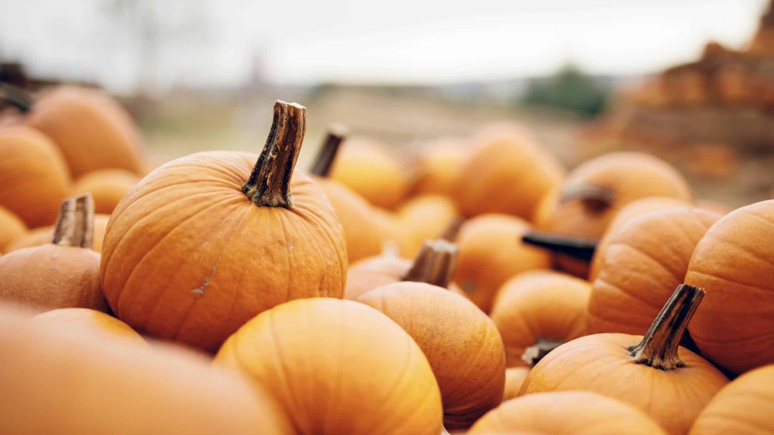 Best Places To Pick Pumpkins In South Jersey