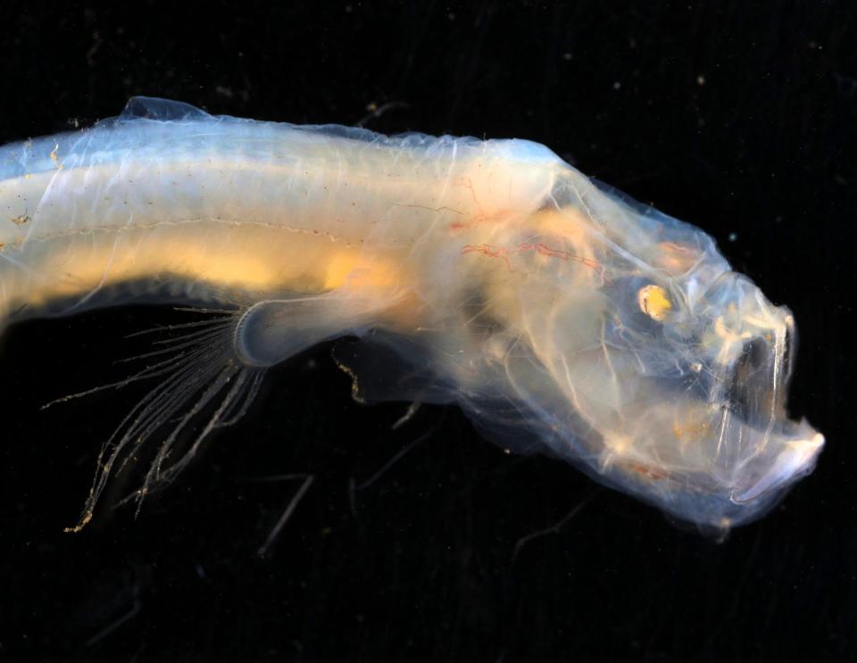 New Strange Sea Creatures Discovered!