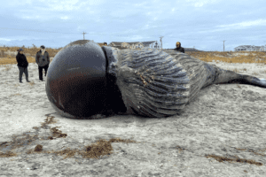 Massive Whale Washes Up On New Jersey Beach