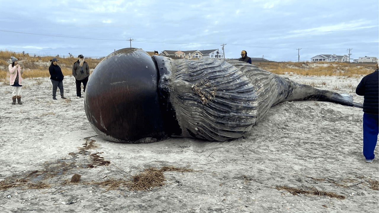 Massive Whale Washes Up On New Jersey Beach