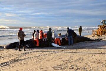 7th New Jersey Whale Struck By Vessel