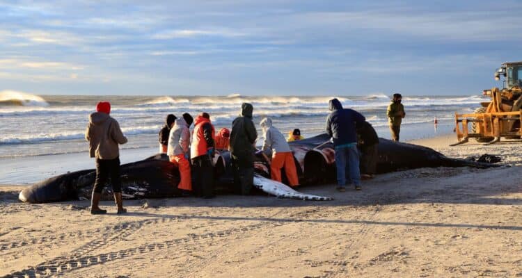 7th New Jersey Whale Struck By Vessel