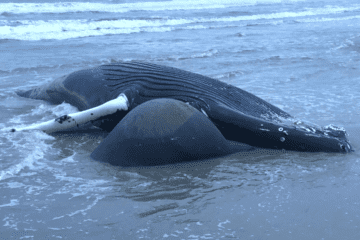 7th Whale Washes Up Dead At Jersey Shore