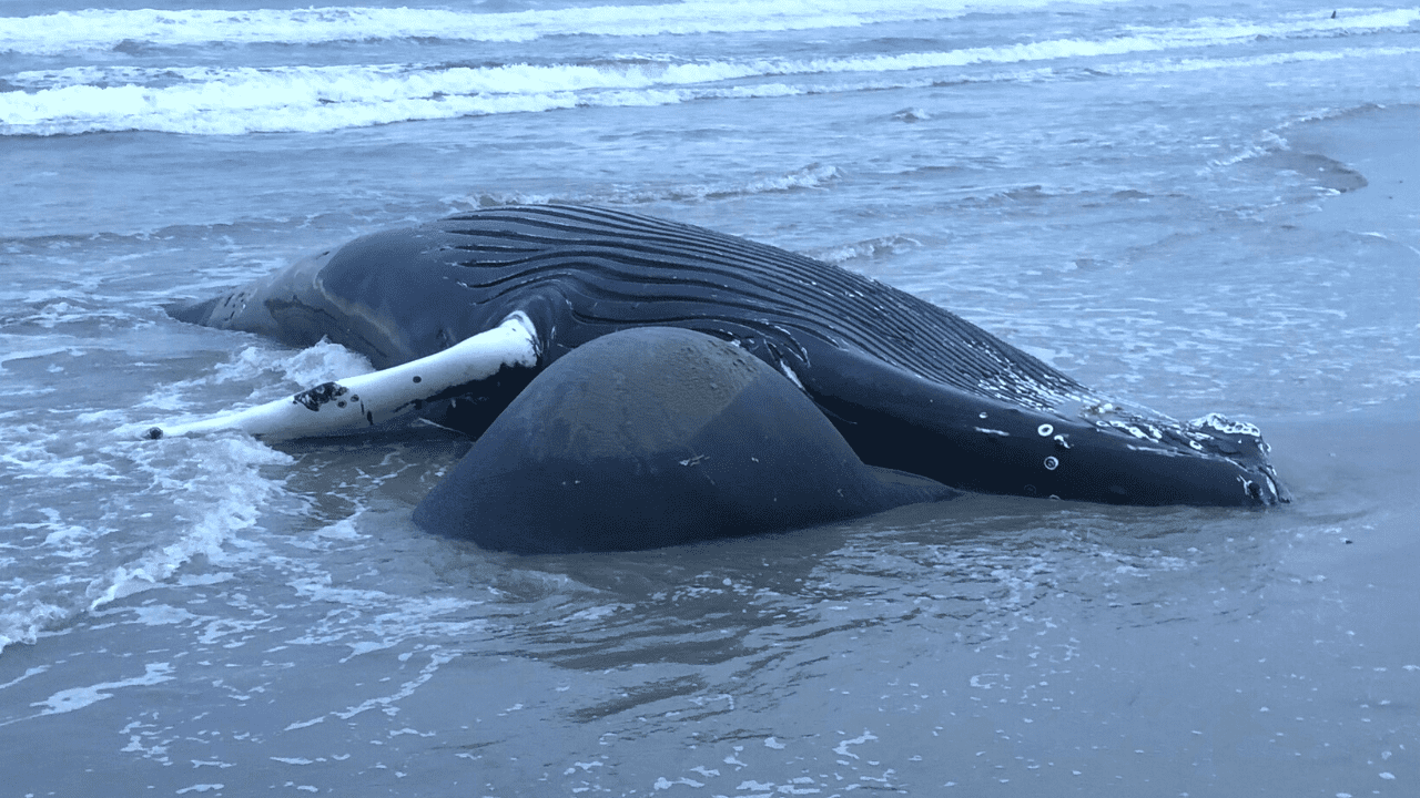 Forensische geneeskunde Vergevingsgezind stormloop 7th Whale Washes Up Dead At Jersey Shore - Wildwood Video Archive