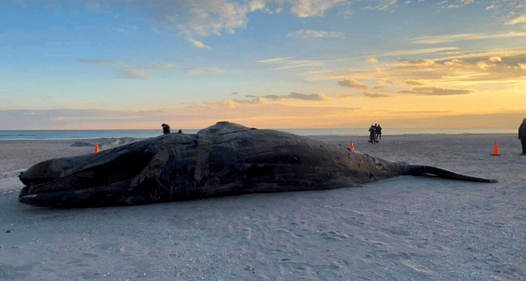 Another Whale Washes Up In Atlantic City