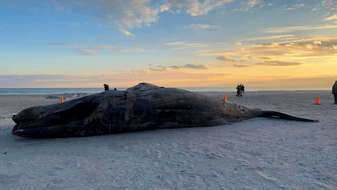Another Whale Washes Up In Atlantic City
