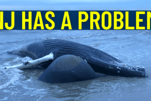 New Jersey Has A Dead Whale Problem
