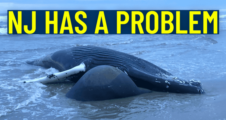 New Jersey Has A Dead Whale Problem