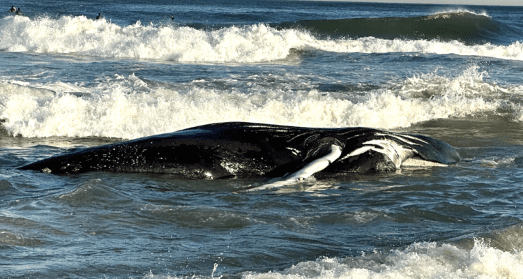 8th Dead Whale Washes Up At The Jersey Shore