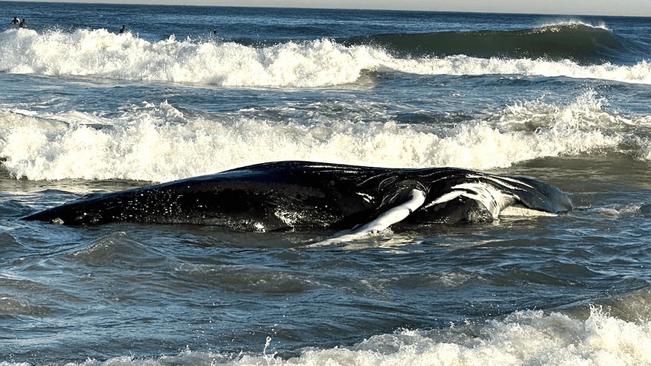 Rijd weg Kaal Verklaring 8th Dead Whale Washes Up At The Jersey Shore - Wildwood Video Archive