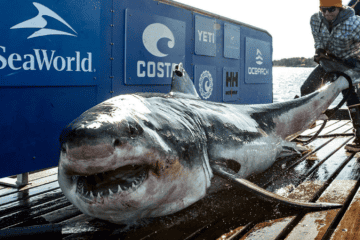 1200-Pound Great White Shark Spotted Near South Carolina