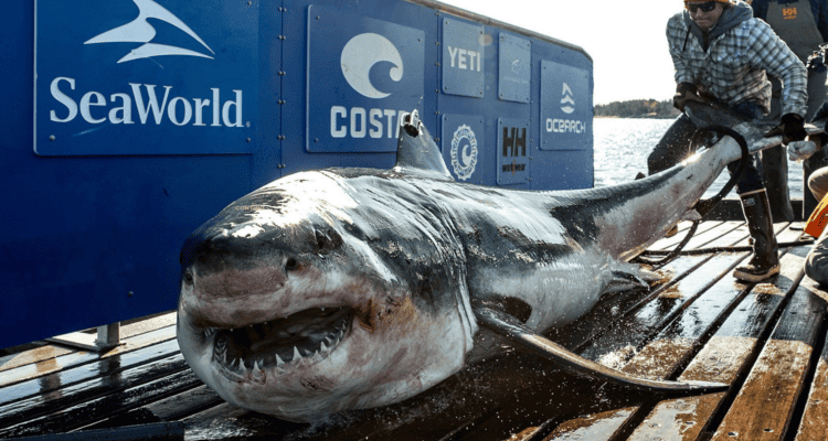 1200-Pound Great White Shark Spotted Near South Carolina