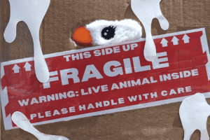 Morey’s Teases New Seagull Plush Toy