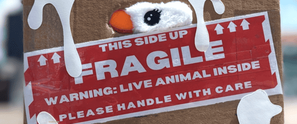 Morey’s Teases New Seagull Plush Toy