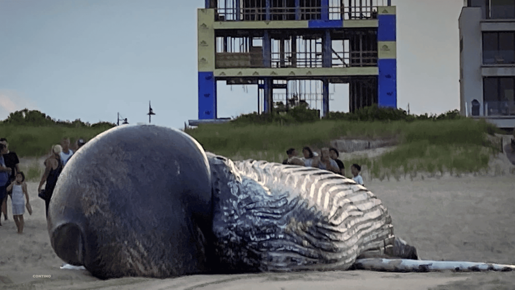 What's Behind the Disturbing Surge in NJ Whale Strandings?