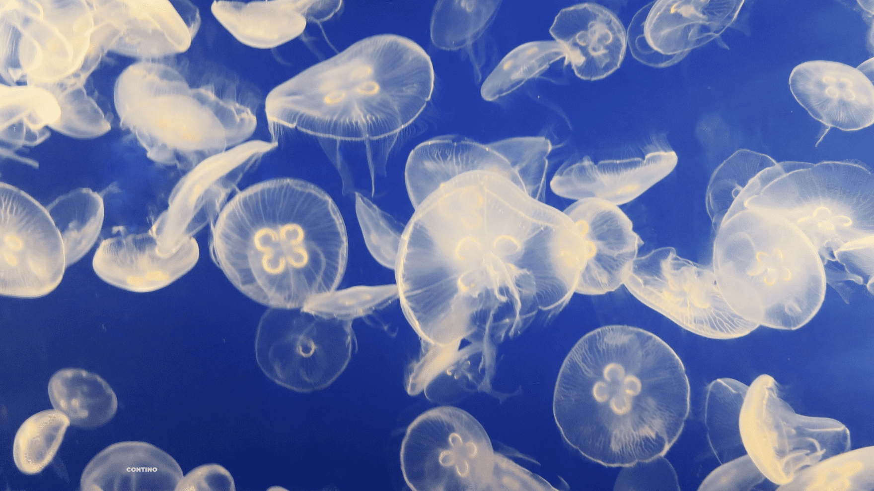 Jellyfish Season is Here!