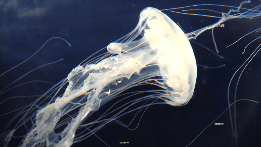 Jellyfish Season is Here! - Wildwood Video Archive