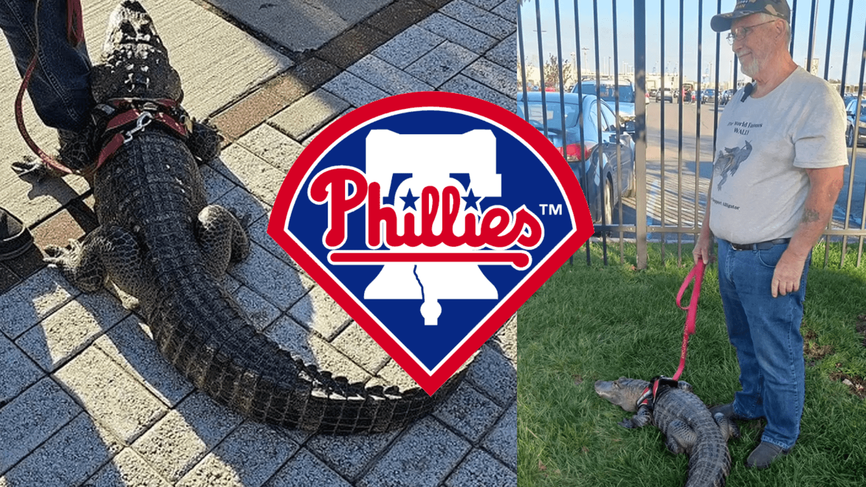 Emotional Support Alligator Denied Entry to Phillies Game