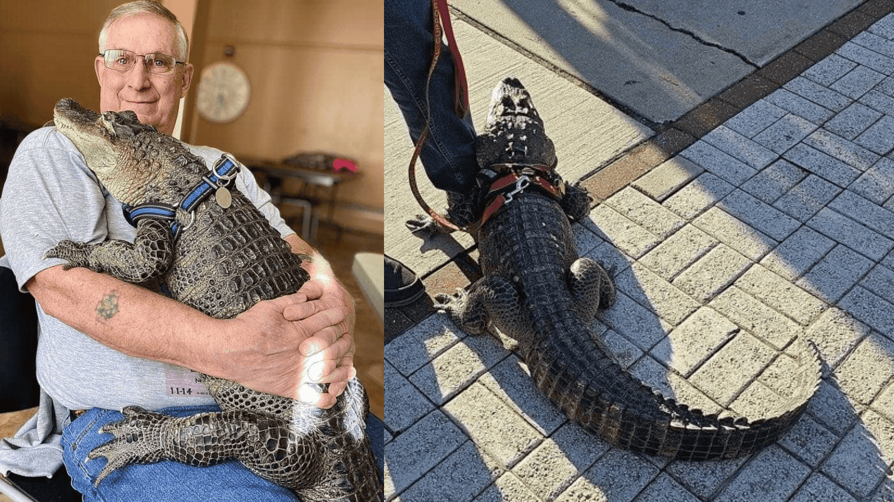 Fan and support alligator Wally denied entry into Phillies game