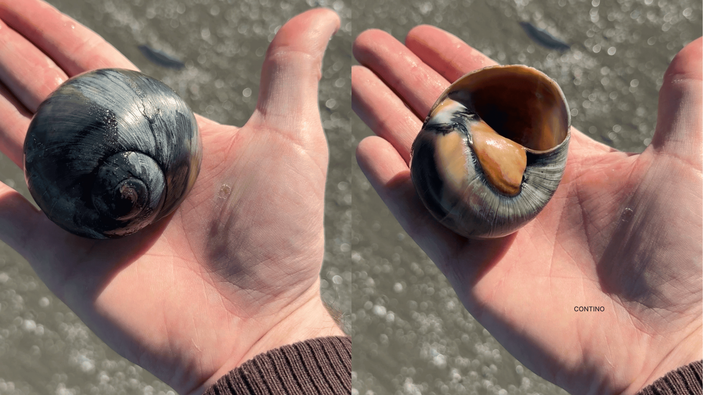 Moon Snails Shells on the Wildwood Beach!