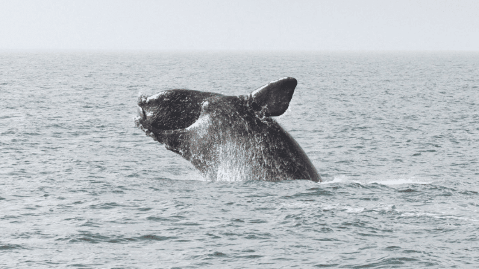 The Battle to Preserve North American Right Whales from Extinction