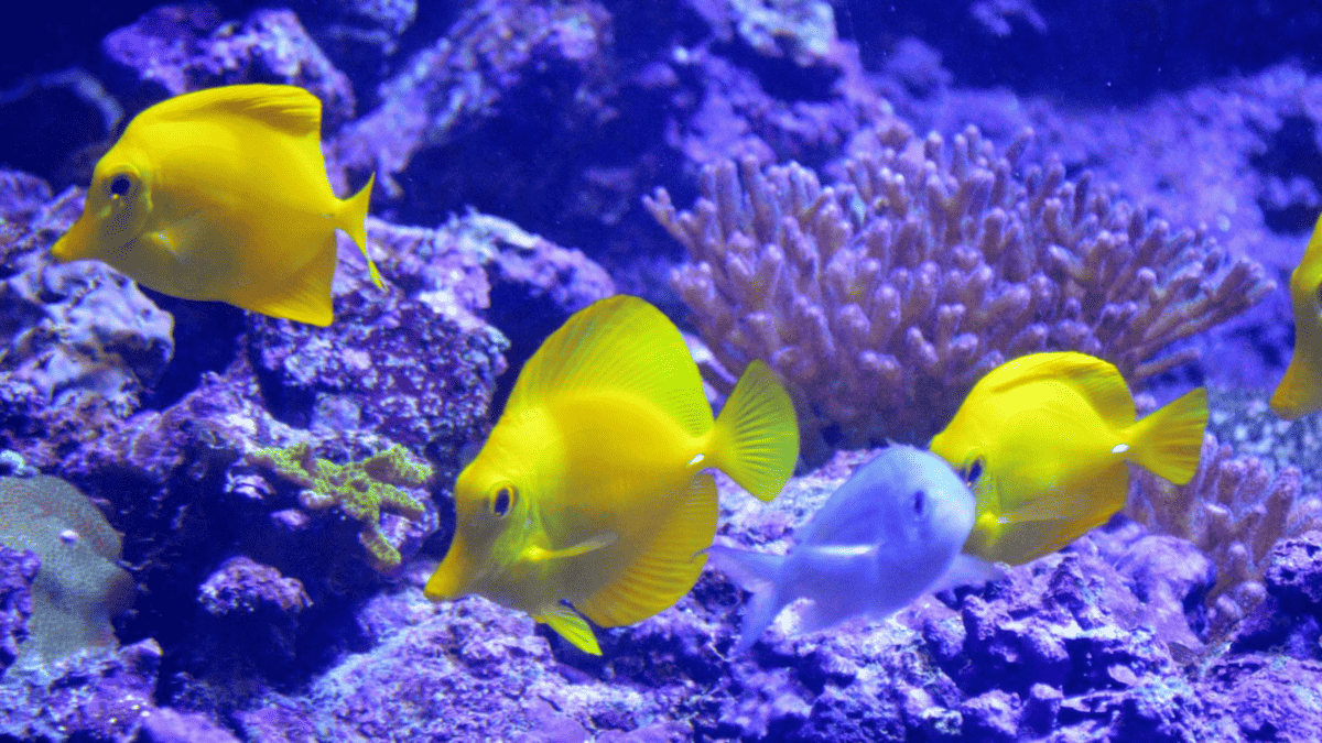 Atlantic City Aquarium to Officially Reopen This Summer! Wildwood